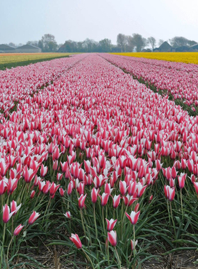 25年现货 绿园花开进口原生郁金香种球可复花易繁殖多年生更耐寒