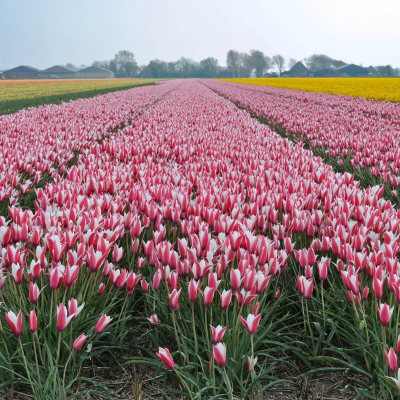 原生郁金香绿园花开南北方可种