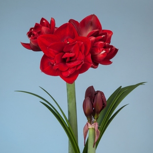 朱顶红花球秘鲁蒂卡系列进口朱顶红种球蒂卡粉黛蒂卡梦幻蒂卡之星