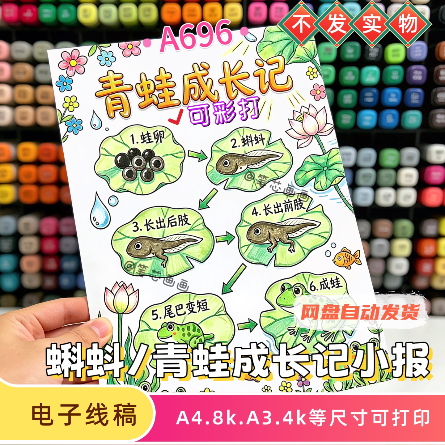 青蛙成长记绘画模板小蝌蚪生长记小报线稿动物自然笔记素材可彩打