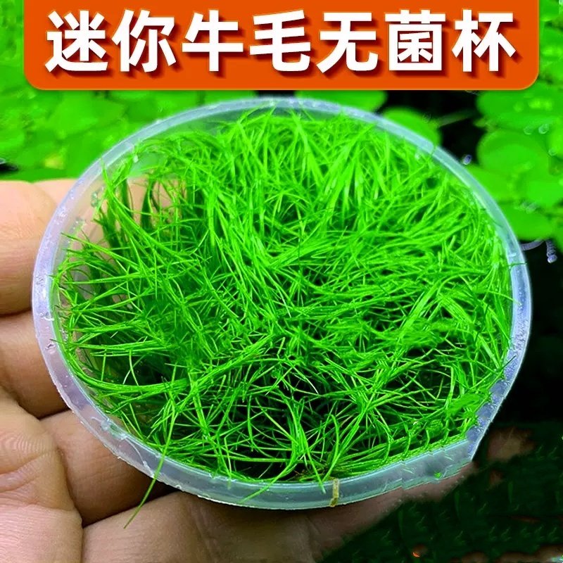 日本迷你牛毛毡种子无菌杯淡水活体水草植物鱼缸造景前景阴性草坪