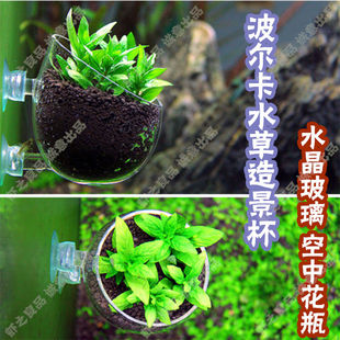 NAG代工波尔卡型水草饲育造景盆玻璃造景杯迷你水草杯培育杯盆包
