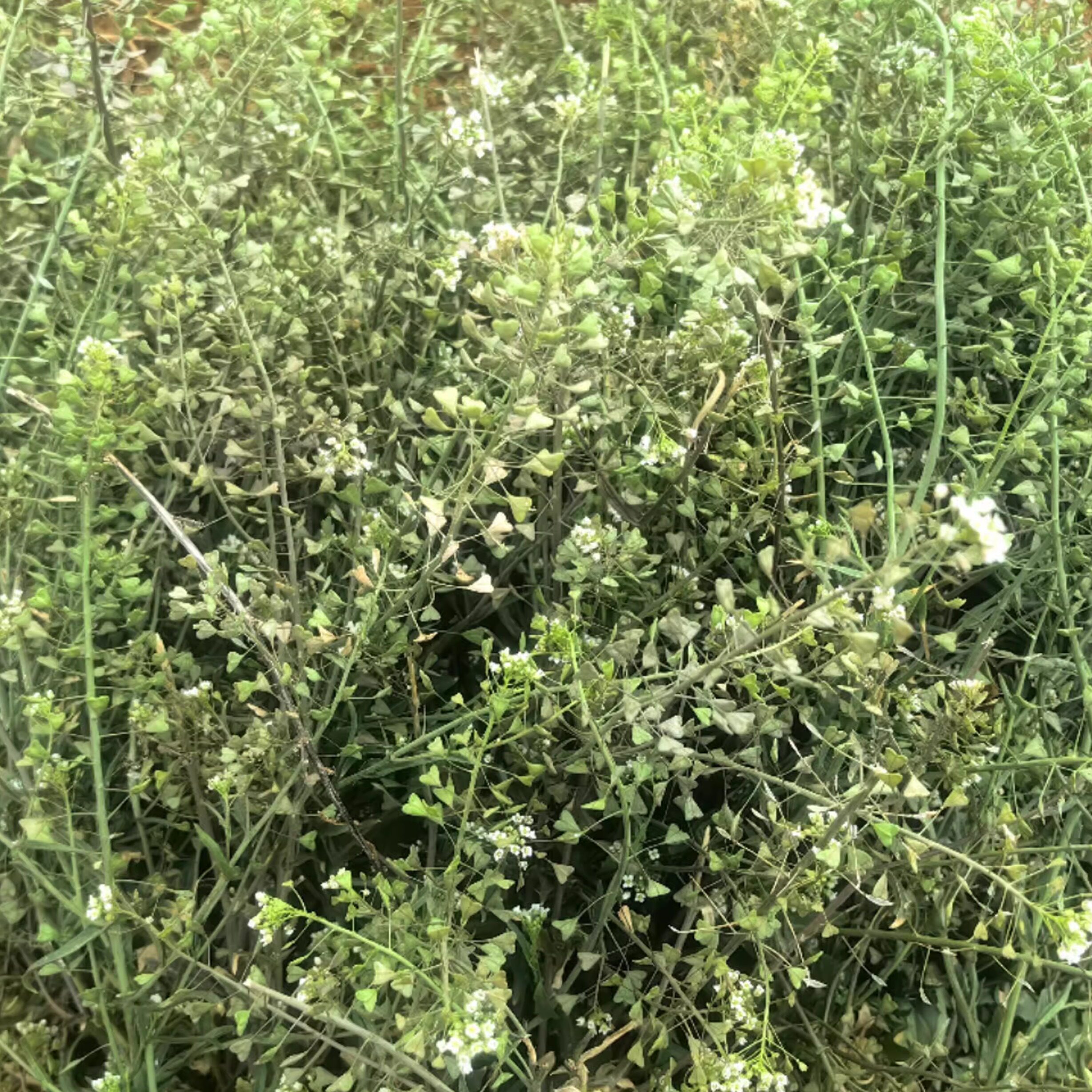 云南老荠菜干货野生特价