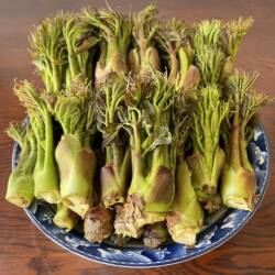 东北新鲜野生刺嫩芽山野菜刺老芽山菜刺龙芽五斤【礼盒】顺丰包邮