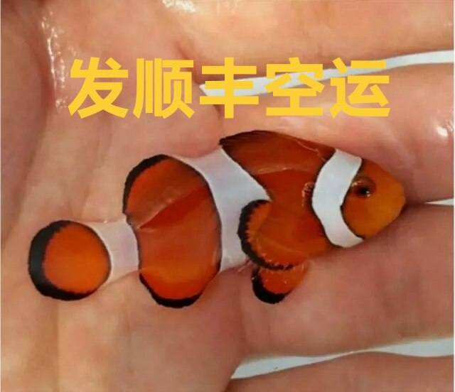 台湾海水鱼 小丑鱼 公子小丑 澳黑公子 雪印毕加索尼莫 养定 包损
