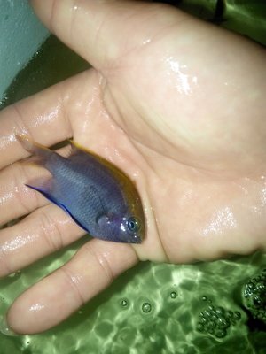 海水观赏鱼活体珊瑚来器材 魔鱼 子弹么 顺丰空运快递 天鸿水族