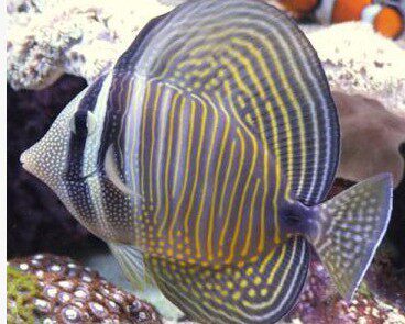 珍珠大帆吊 海水鱼缸活体吊类蓝吊黄金吊食藻养定快递 天鸿水族