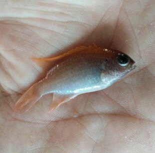 粉魔 海水鱼活体雀雕鱼蓝魔青魔小丑鱼海水鱼缸闯缸粉色快递包活