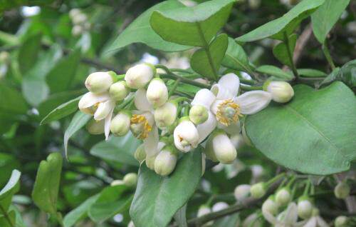 新鲜柚子花3斤起订  纯露原料  鲜花  顺丰到付  4月初花期
