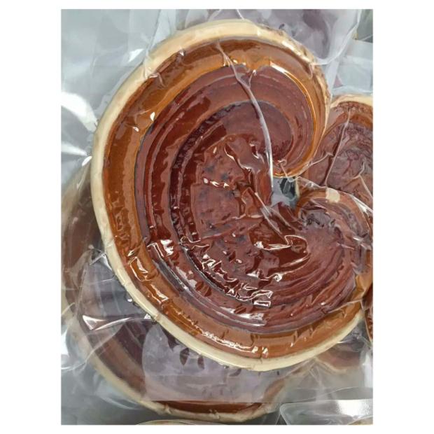 新鲜灵芝 赤灵芝  纯露原料  500g