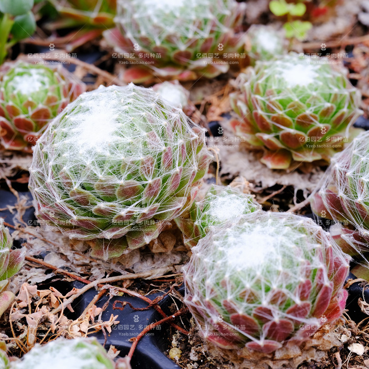 蛛丝卷绢 长生草 卷娟类 多肉植物