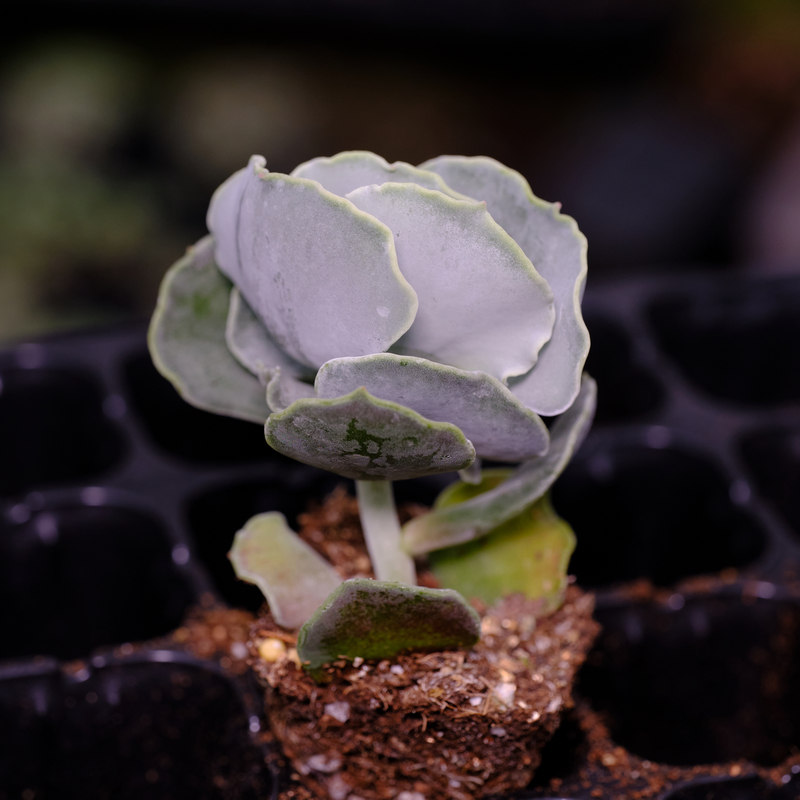 银波锦多肉植物肉肉银波锦属贝壳砍头苗