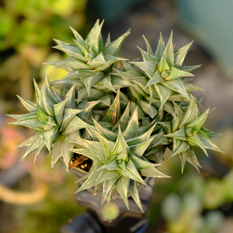 象牙白锦硬叶十二卷多肉植物