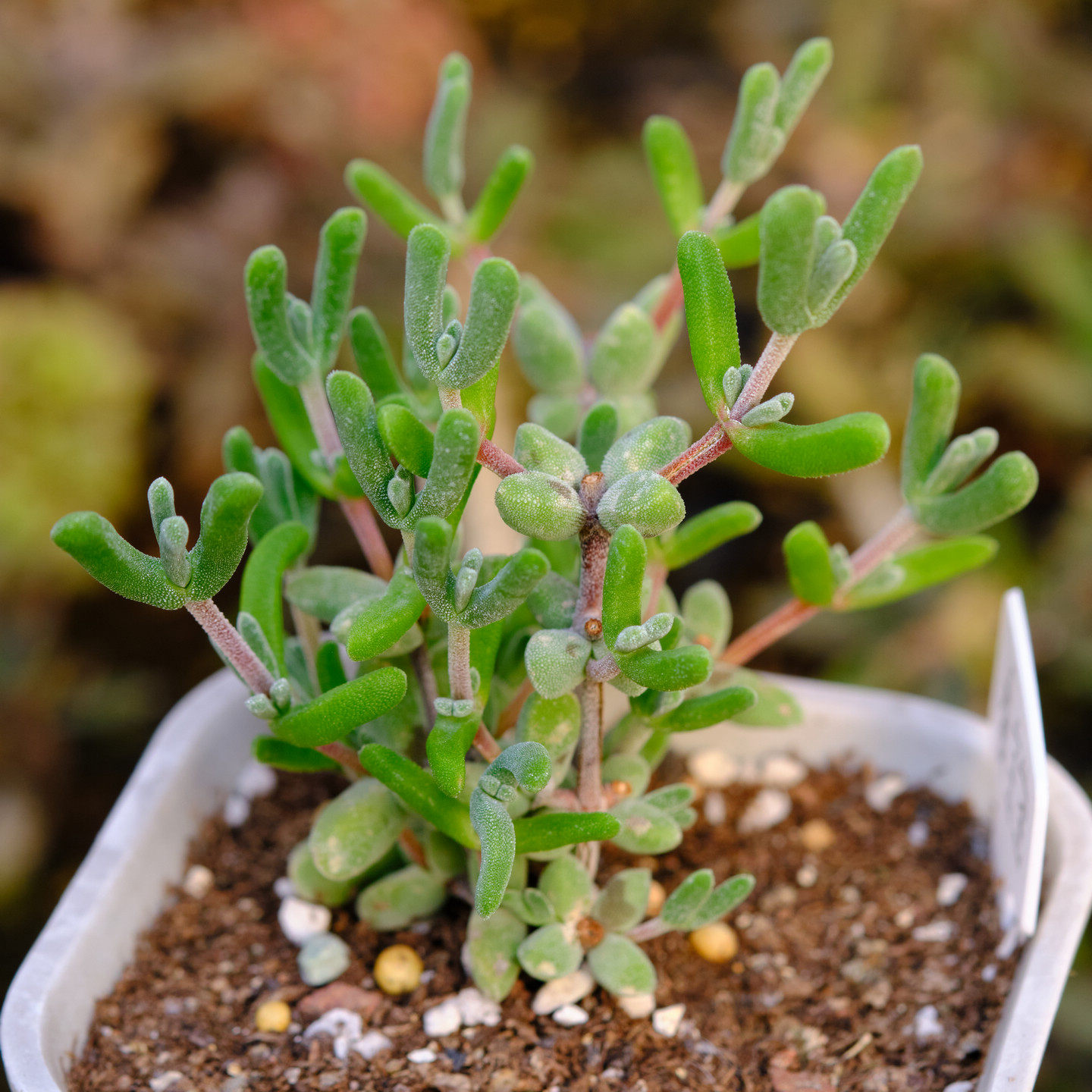 蚕宝宝 枝干番杏 多肉植物 扦插枝条,鲜花速递/花卉仿真/绿植园艺,多肉植物,淘宝优惠券,粉丝福利购,淘宝优惠卷