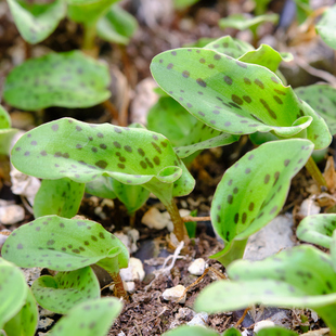 紫背油点百合 多款油点百合 混合 球根 根茎植物