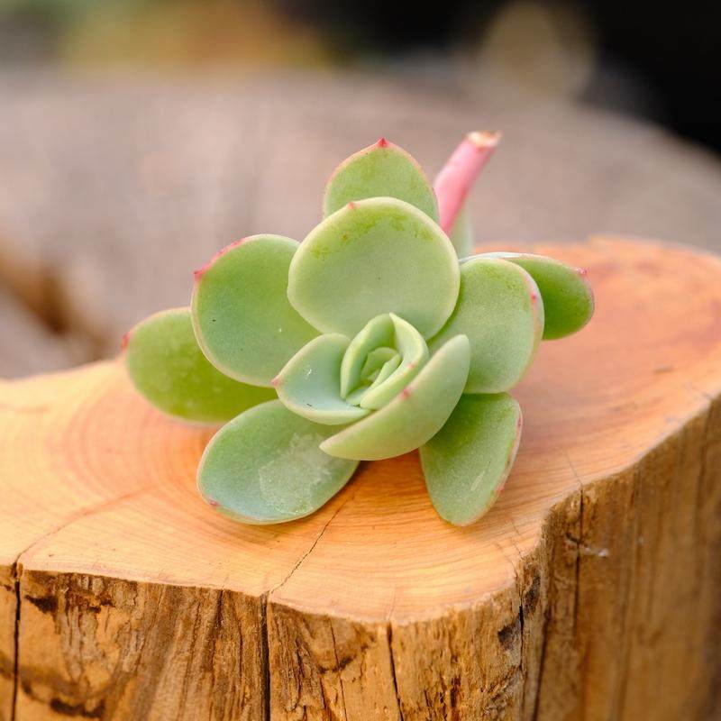 七福神 多肉植物,鲜花速递/花卉仿真/绿植园艺,多肉植物,淘宝优惠券,粉丝福利购,淘宝优惠卷