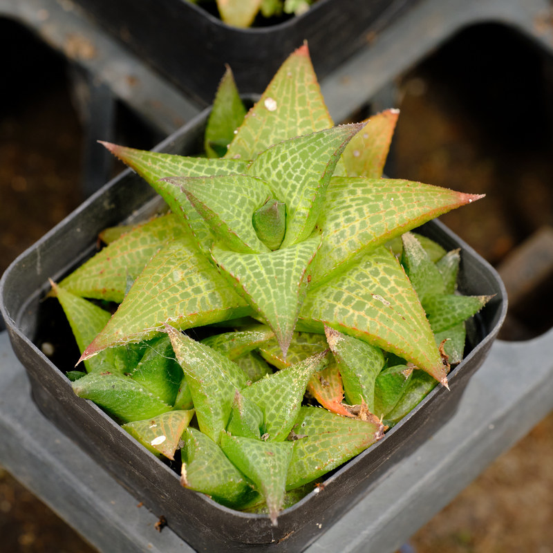 龙鳞 蛇皮掌 十二卷 硬叶多肉植物