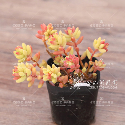 鲁本斯韩国多肉植物果冻色