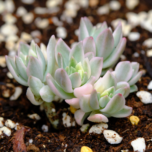 马库斯/马库斯锦 多肉植物