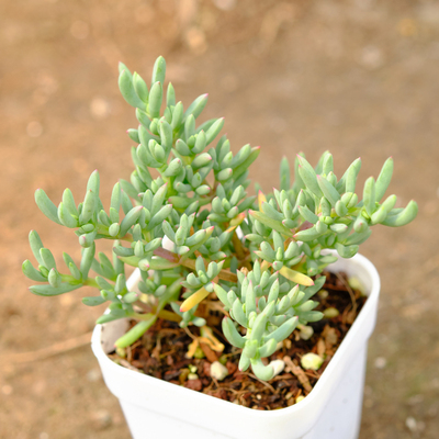 青龙 枝干番杏 多肉植物