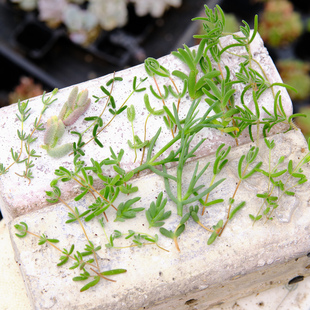 枝干番杏集合   糖球 米粒  冰晶 钻石等 多肉植物 砍头无根扦插