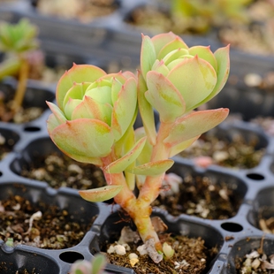 碧桃/碧桃锦 多肉植物