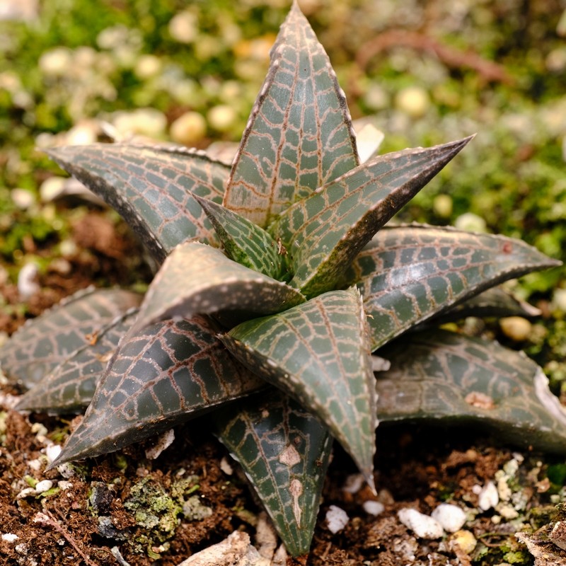 红龙鳞 十二卷 多肉植物,鲜花速递/花卉仿真/绿植园艺,多肉植物,淘宝优惠券,粉丝福利购,淘宝优惠卷