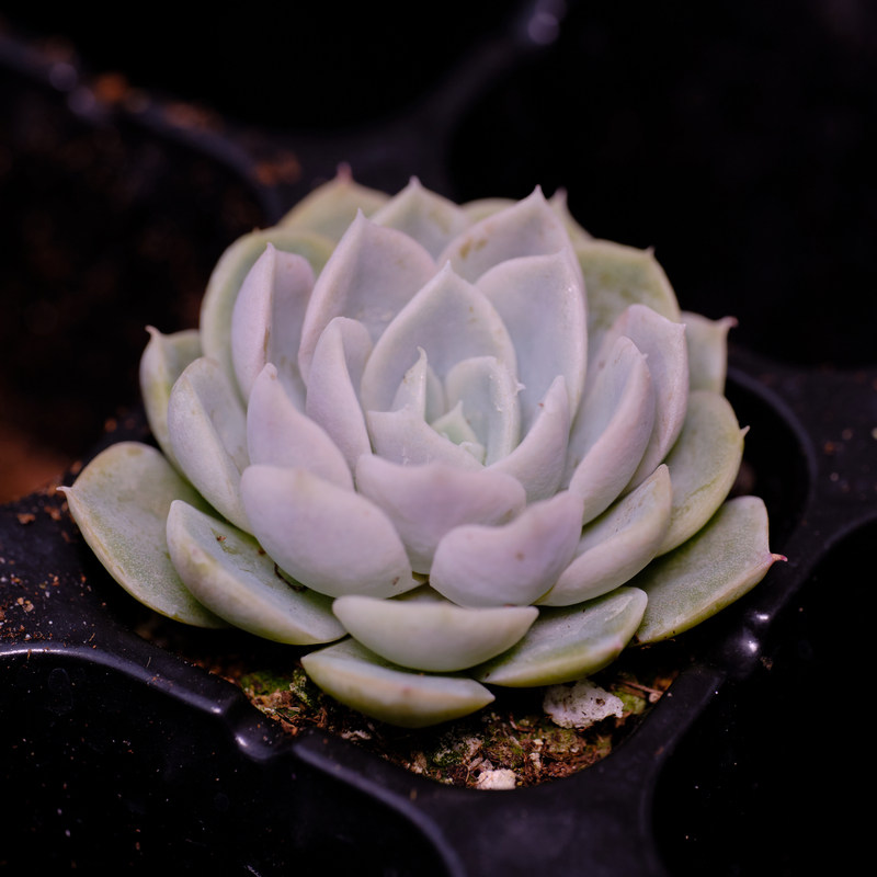 雪球 墨西哥雪球 多肉植物 扦插苗