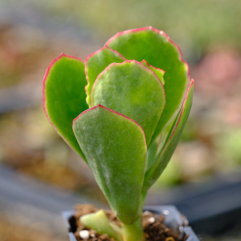 象耳 大叶轮回 景天科银波锦属 多肉植物