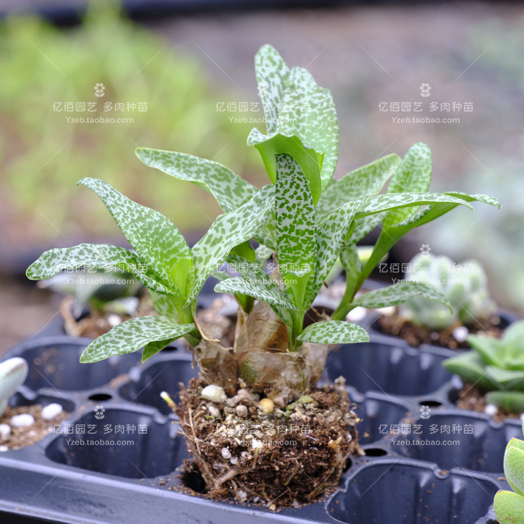 紫背油点百合球根植物多肉