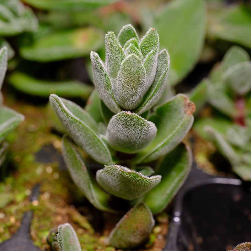 焰芒 多肉植物 青锁龙属  出状态全红
