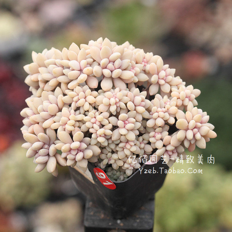 醉美人缀化 易群生 多肉植物