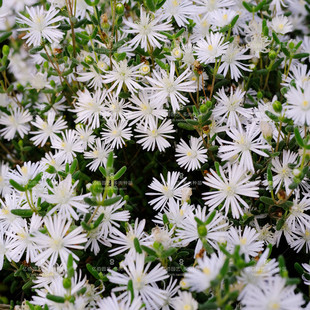 米粒枝干番杏 易群生 易开花 白花 多肉植物