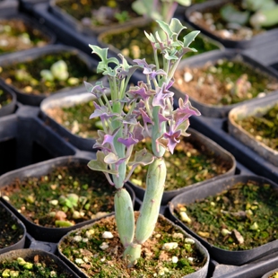 七宝树锦 神仙笔锦 多肉植物 菊科 砍头苗