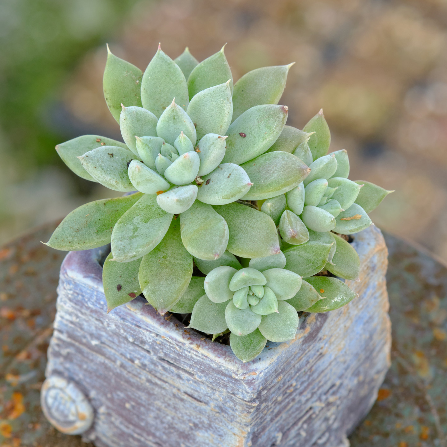 星谷 多肉植物 暗纹,鲜花速递/花卉仿真/绿植园艺,多肉植物,淘宝优惠券,粉丝福利购,淘宝优惠卷