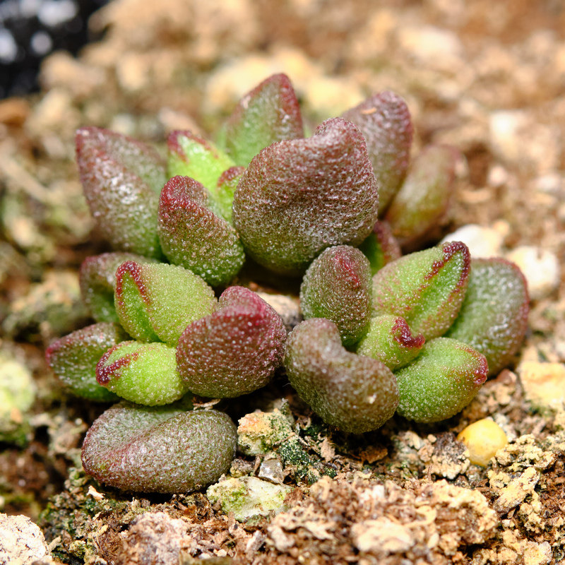 小红嘴 水泡 多肉植物 叶片 叶插,鲜花速递/花卉仿真/绿植园艺,多肉植物,淘宝优惠券,粉丝福利购,淘宝优惠卷