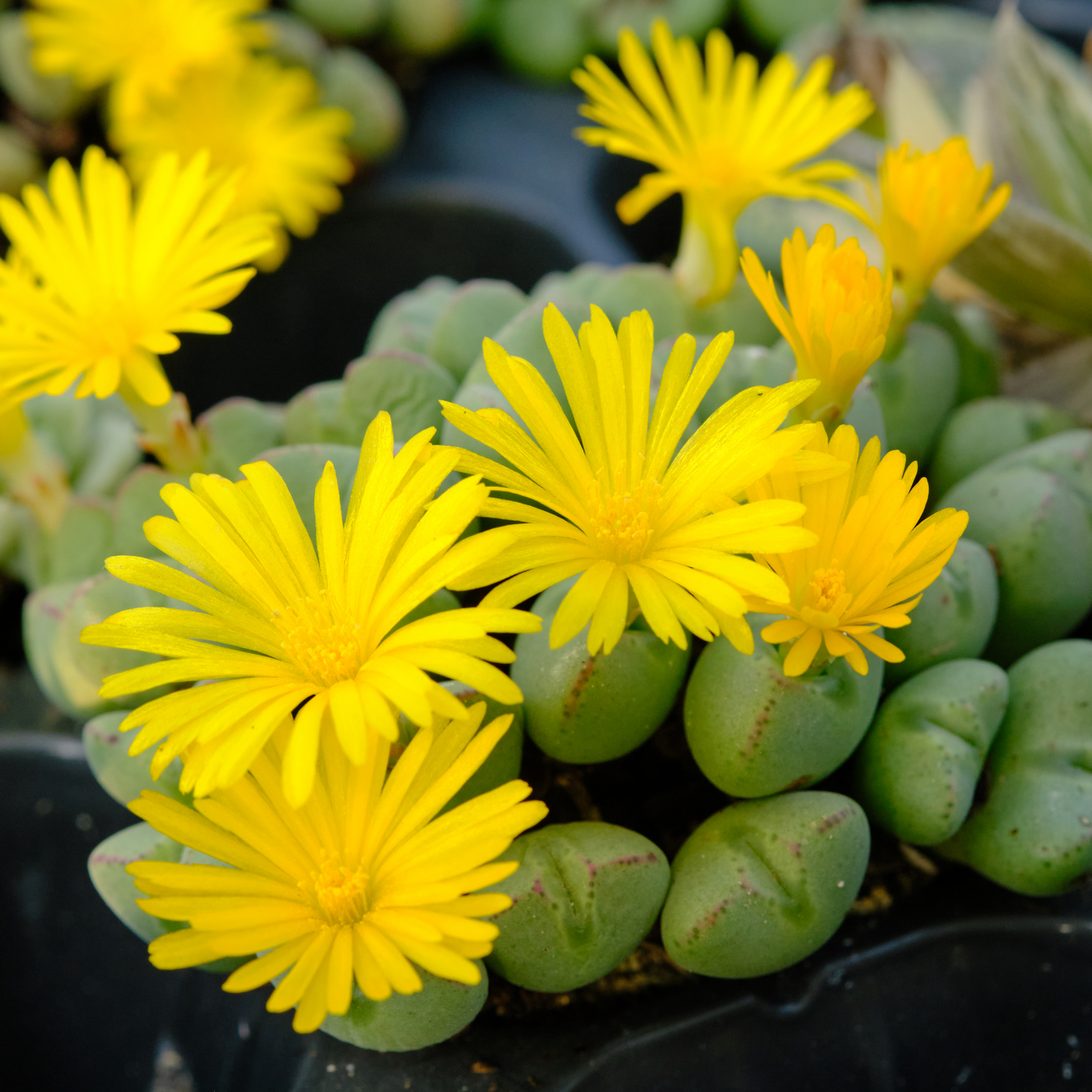 肉锥 多品种混合 一物一拍 群生 多肉植物 番杏科