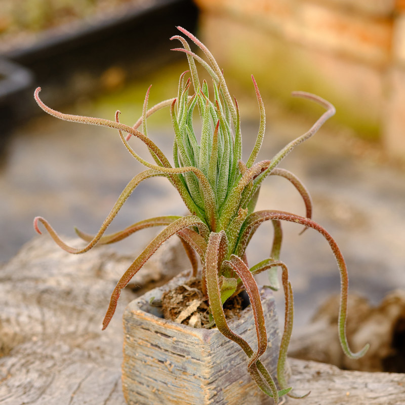 莫塞尔湾C. nudicaulis  Mosselbay 青锁龙属 多肉植物 砍头苗,鲜花速递/花卉仿真/绿植园艺,多肉植物,淘宝优惠券,粉丝福利购,淘宝优惠卷