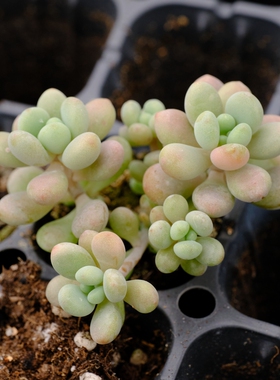 洛可可 达芙妮 多肉植物  扦插