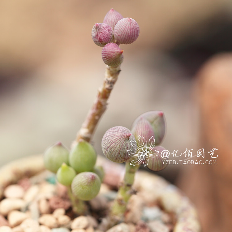 锦上珠 菊科 千里光属 多肉植物