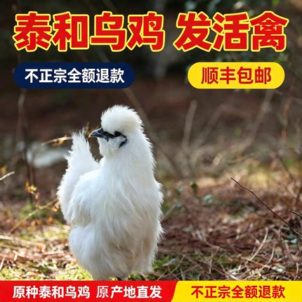 发活体正宗泰和原种乌鸡180天林下散养泰和乌鸡月子鸡走地鸡顺丰