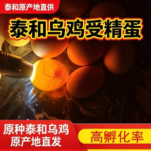 正宗泰和乌鸡种蛋受精鸡蛋受精卵白凤乌骨鸡种蛋受精蛋可孵化小鸡
