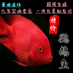 特价促销热带观赏鱼血鹦鹉鱼发财鱼元宝鹦鹉鱼苗活体风水鱼黄鹦鹉