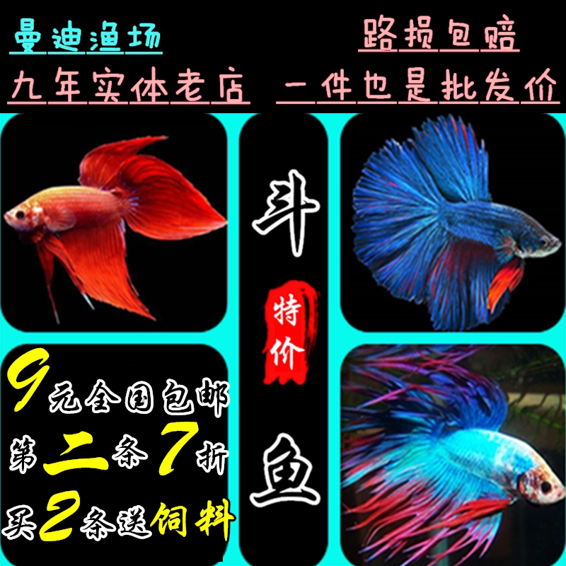 活体泰国斗鱼包邮