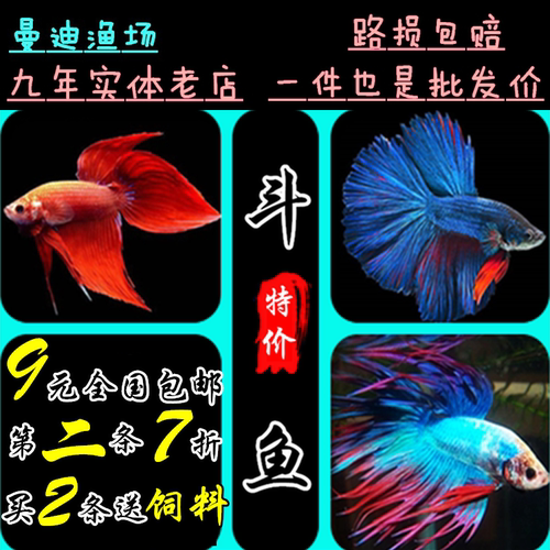 活体泰国斗鱼包邮