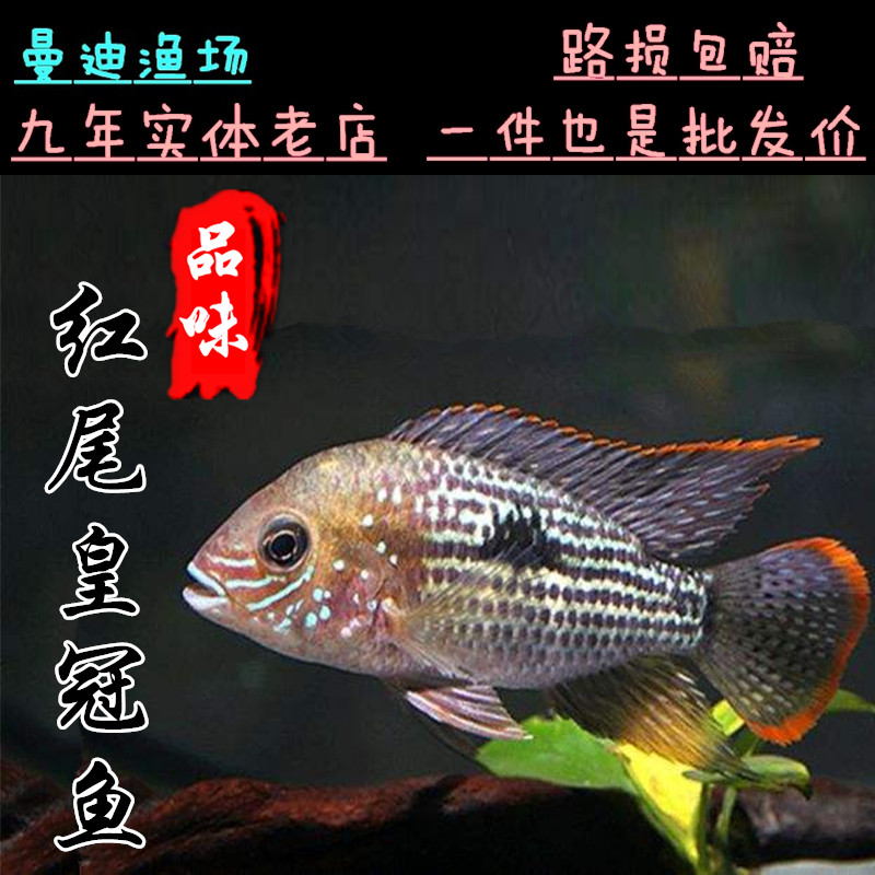 皇冠鱼热带观赏 鱼玉面皇冠慈鲷鱼 水族鱼缸宠物 淡水鱼活体新品