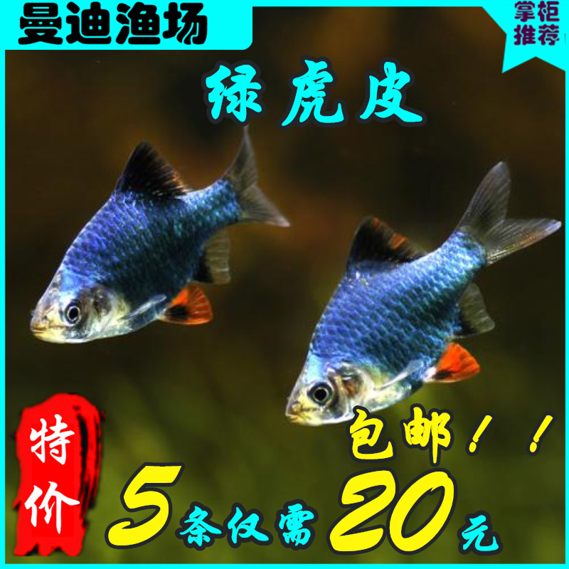 四间鱼绿宝石鱼绿虎皮鱼热带观赏鱼 群游鱼小型鱼宠物鱼虎皮群游2