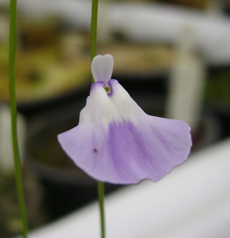 利维达狸藻食虫植物室内水培苔藓盆栽微景观陆缸造景livida
