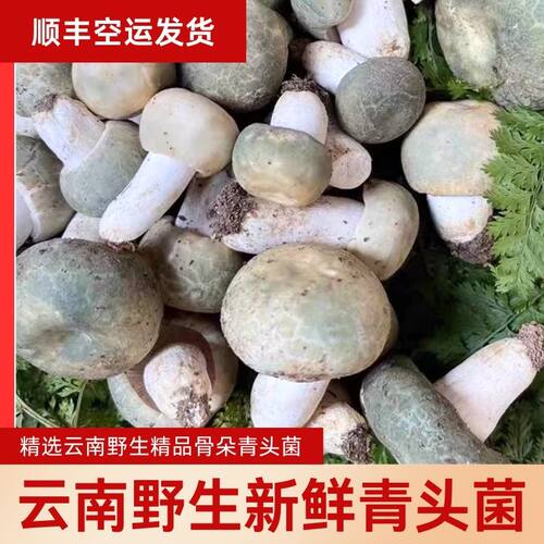 野生青头菌新鲜云南野生菌当季菇蘑类绿头菌鲜货食用菌子顺丰空运