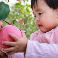 运城苹果平陆富士苹果纸袋苹果无腊有机肥种植脆甜多汁包邮